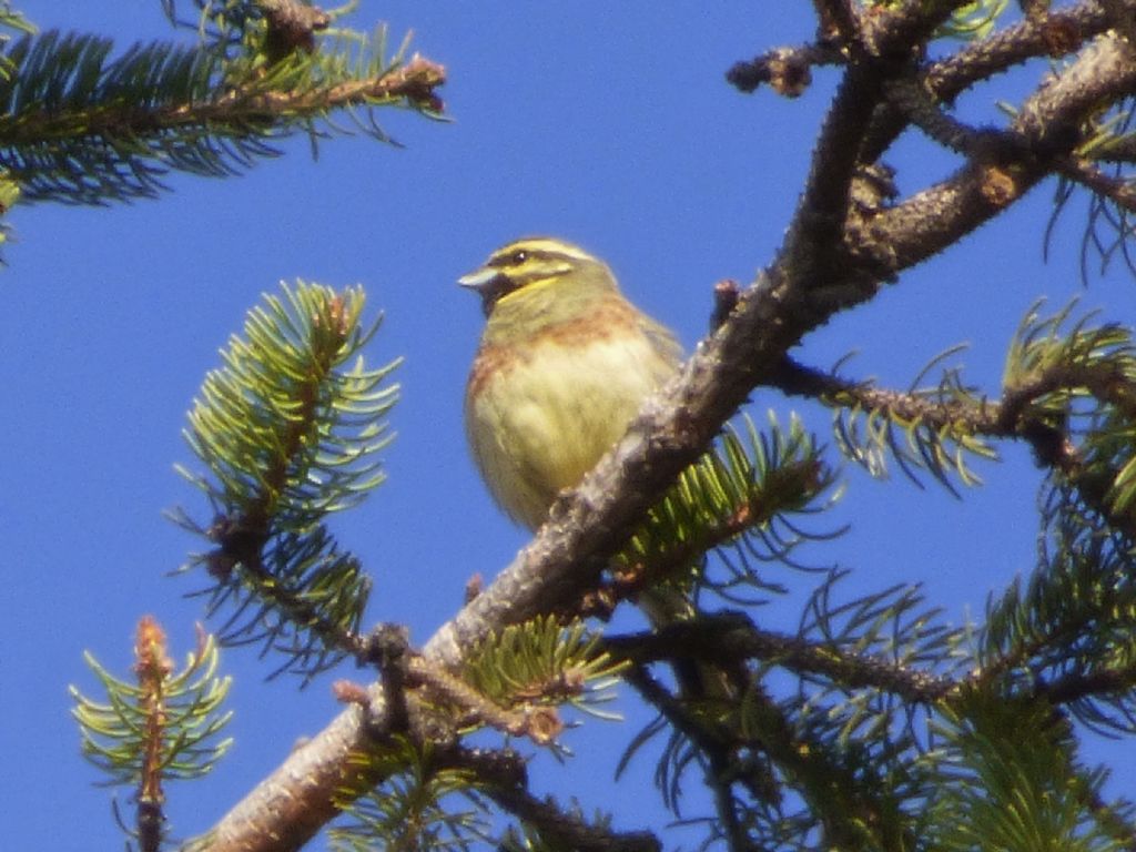 Zigolo nero (Emberiza cia)